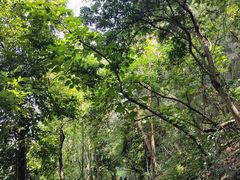 -铁山坪森林公园