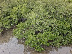 -北海金海湾红树林生态旅游区