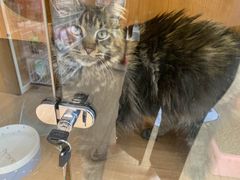 -Pets First伊珊娜洗护·精致美容·家庭式寄养(新会路店)