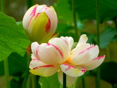 -陈家山荷花公园
