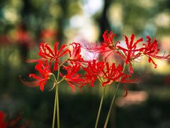 -北龙湖湿地公园