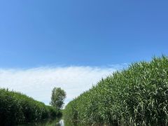 -白洋淀风景区