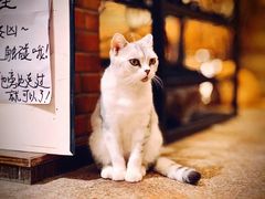 -more than meow吴止猫主题餐厅(承德 中船汇店)