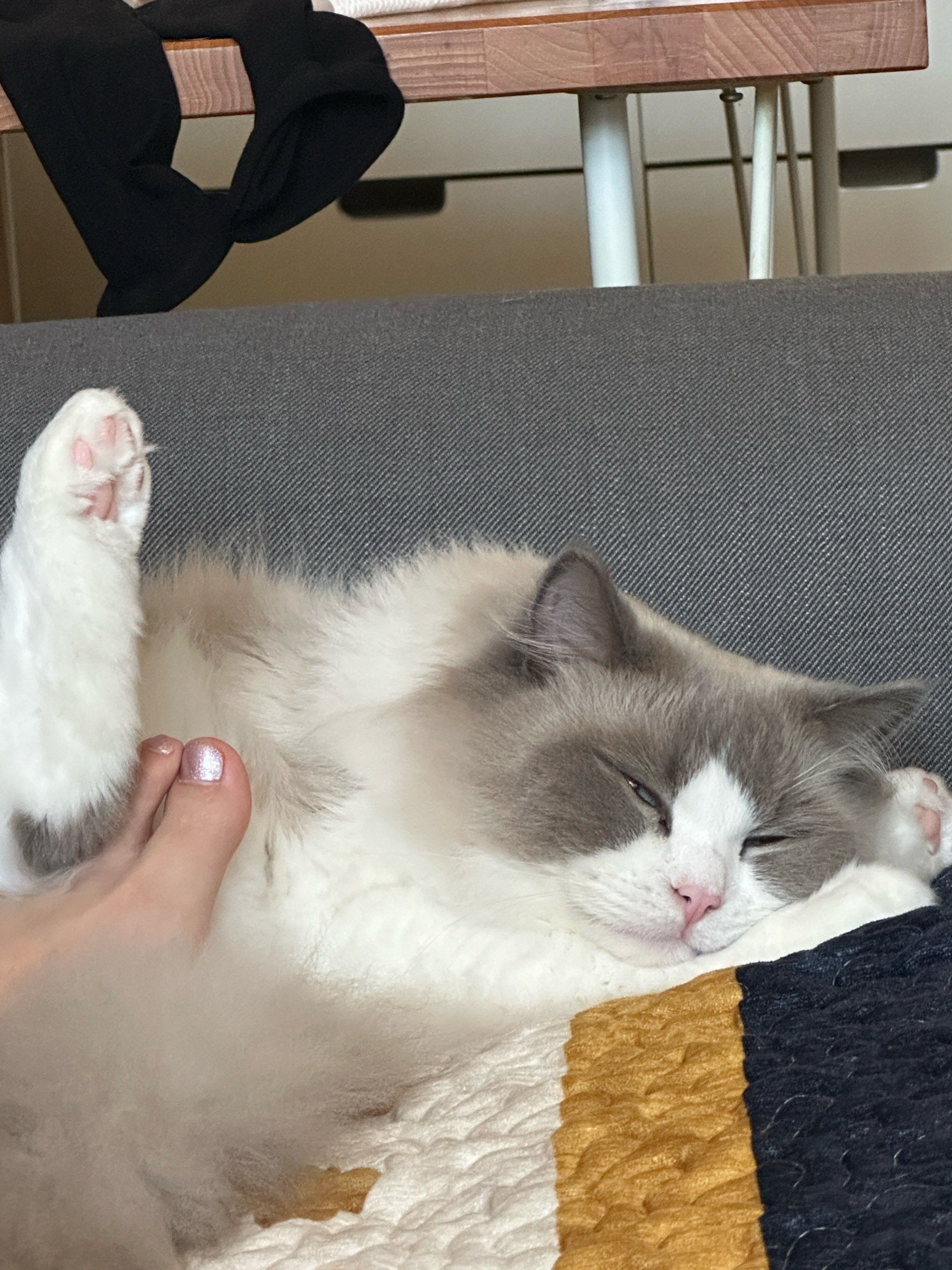 毛孩子的无聊时光