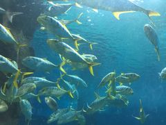 -北戴河圣蓝海洋公园