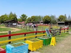 -田园东方蜜桃村的田野营地
