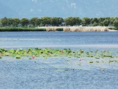 -野鸭湖国家湿地公园