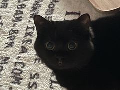 -创凡宠物医院·骨专科  猫科中心(西乡分院)