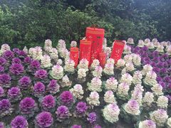 -西湖外事游船(花港观鱼码头)