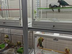 -中环花鸟鱼虫市场