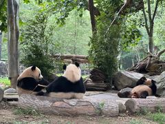 -都江堰中华大熊猫苑