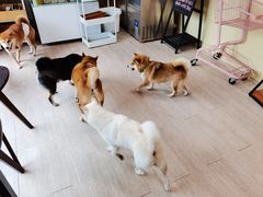 -柴犬高等学院·狗咖·柴犬售卖·宠物训练