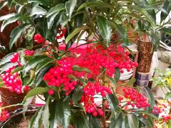 -秦美花卉(天朗·莱茵小城2期店)