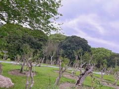 -深圳仙湖植物园