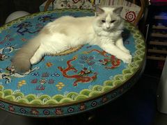 -猫大福·Fortune Cat猫舍(百子湾店)