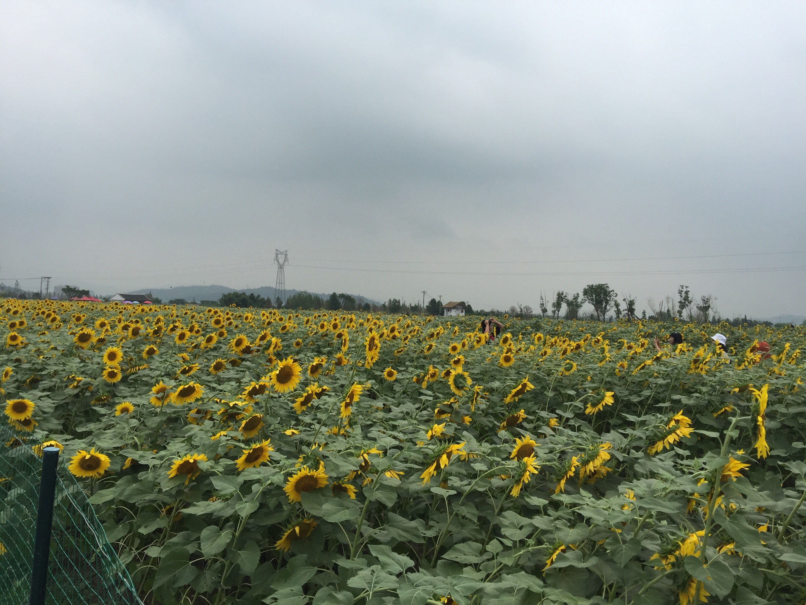 曹村如今越来越美,成为瑞安马屿的一个重要