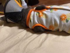 -关爱宠物医院·猫科中心·消化科(滨湖万达分院)