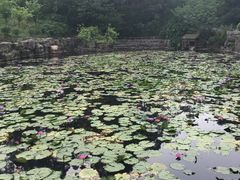 -三水森林公园
