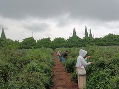 -金谷域澳洲庄园