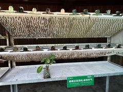 -野象谷景区