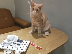 -藏猫猫咖啡主题馆(中央大道店)