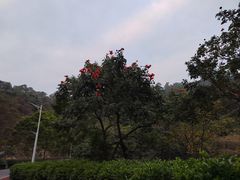 -火炉山森林公园