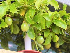 -中国天府农业博览园