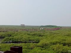 -北海金海湾红树林生态旅游区
