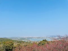 -香雪海