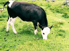 -硗碛藏寨·神木垒景区