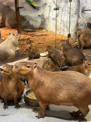 -Zoolung Zoolung动物主题公园(海信广场店)