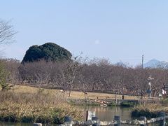 -天适樱花悠乐园