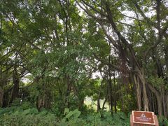 -大湾区中央湿地公园