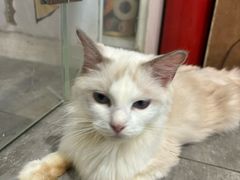 -楼上猫咖(罗湖店)