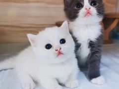 -猫宠乐园·专业洗护