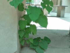 -西北大学(桃园校区)