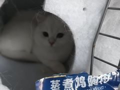 -瑞派宠物医院·24h·骨外科·皮肤科·全科宠物医疗转诊中心(沈阳浑南院)