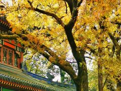 -灵谷景区
