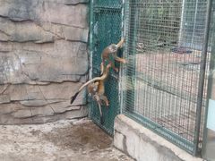 -泉州海丝野生动物世界