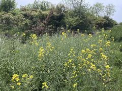 -西京湾花海