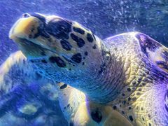 -太平洋海底世界