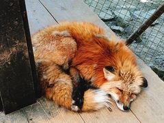 -宫城藏王狐狸村