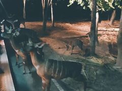 -清迈夜间动物园