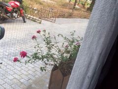 丫丫蟹庄农家乐-丫丫蟹庄·苏式园林农家乐·阳澄湖大闸蟹(阳澄湖莲花岛店)