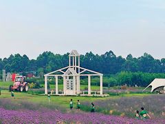 -空港花田景区