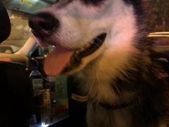 -汪说喵讲宠物乐园宠物酒店(红星美凯龙店)