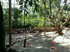 -新加坡飞禽公园