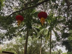 -海南热带野生动植物园