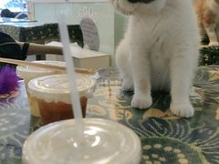 -平行世界·猫咖(首经贸店)