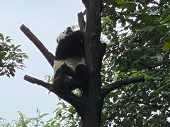 -都江堰中华大熊猫苑